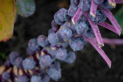 基因組編輯專(zhuān)利問(wèn)題 技術(shù)咨詢(xún)視角下糧食未來(lái)的隱憂(yōu)